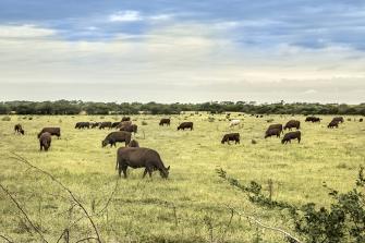 Freihandel mit Mercosur ist klimapolitischer Unsinn